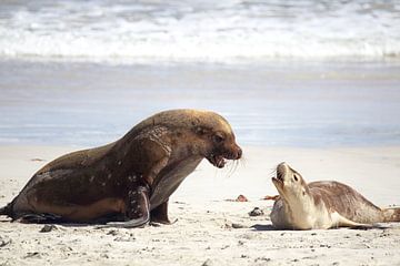 Australische zeeleeuwen (Neophoca cinerea) van Dirk Rüter