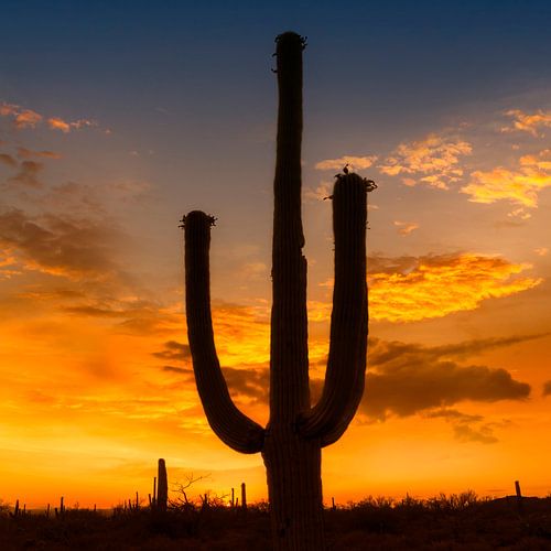 SAGUARO NATIONAAL PARK Zonsondergang