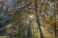 De zon en de bomen van Frans Blok thumbnail