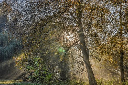 De zon en de bomen