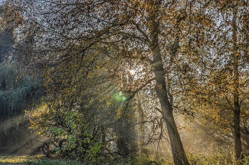 De zon en de bomen van Frans Blok