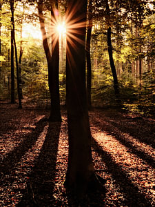 Goldene Stunde im Wald