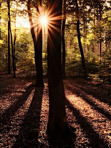 Golden Hour in the Forest