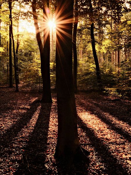 L'heure d'or dans la forêt par Martijn Jebbink Photography