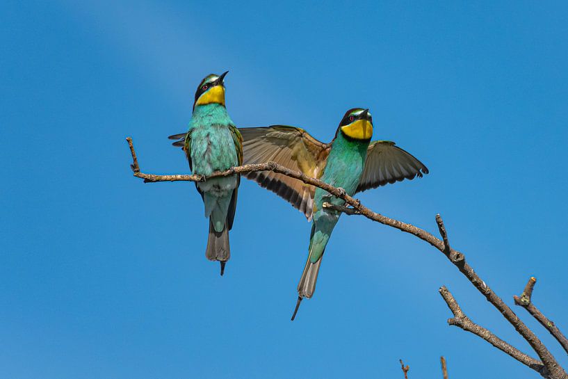 Bienenfresser von Heinz Grates