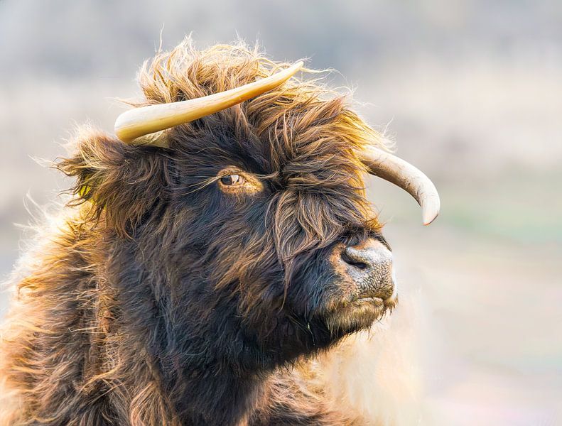 Portrait of a female Scottish highland calf with strongly curved horns by Henk van den Brink