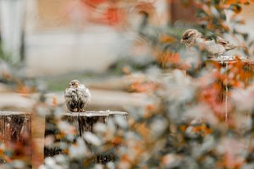 Deux oiseaux au zoo d'Anvers sur Studio Julie