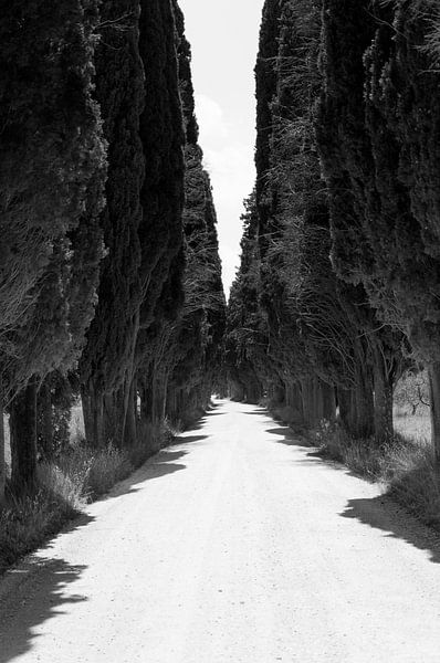 L'avenue des Pins par Chantal Koster