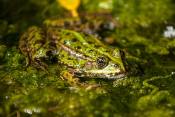 Frosch