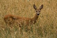  Reh (Capreolus capreolus)