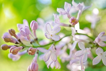 Lavendel Sering Bloeiend Macro van Iris Holzer Richardson