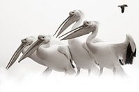 Pelikaanvergadering