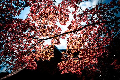 Maple Red Above the Temple Roof