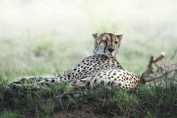 Cheetah van Pim van Galen