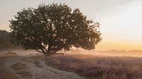 Lonelymorning 2