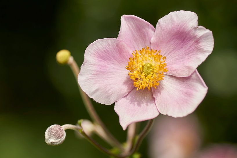 Pink flower of an autumn anemone by Cor de Hamer