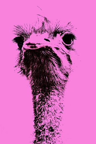 Vogel Strauss minimal