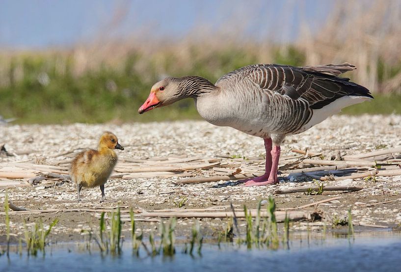 Nu moet je eens ff luisteren. Bestel max 120 van Natuurpracht   Kees Doornenbal