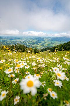 Flowery view of the Oberallgäu and the low-lying clouds by Leo Schindzielorz