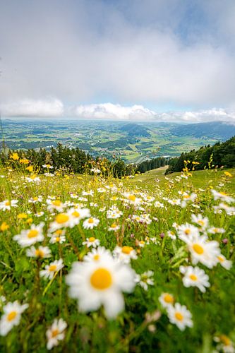 Bloemrijk uitzicht op de Oberallgäu en de laaghangende bewolking