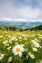 Flowery view of the Oberallgäu and the low-lying clouds by Leo Schindzielorz thumbnail