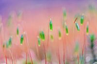 kleine Welt