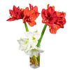 Amaryllis Blumen in einer Vase auf weißem Hintergrund von ManfredFotos
