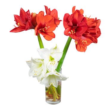 Amaryllis flowers in a vase on a white background