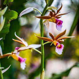 Une orchidée des marais mise en valeur avec délicatesse sur Patrick Kilb