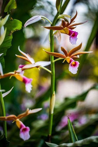 Une orchidée des marais mise en valeur avec délicatesse