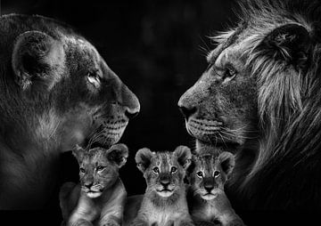 Leeuwen familie met 3 welpen