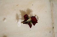 Verdorde, opgedroogde rode roos van Jetty Boterhoek thumbnail