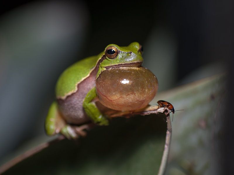 Croak by Bob de Bruin