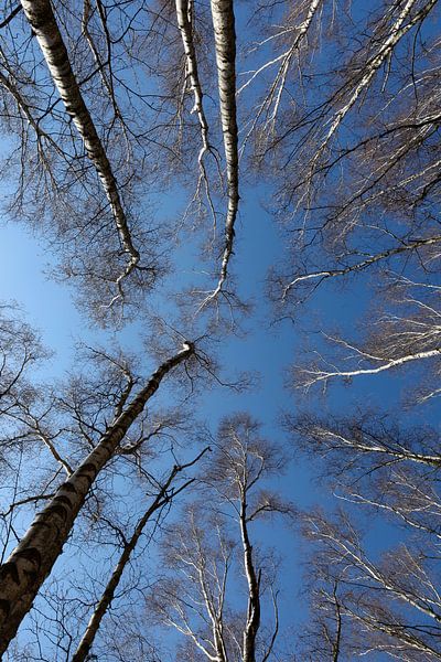 Birch grove by Thomas Jäger