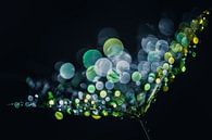 Gekleurde waterdruppels op een pluis van Bert Nijholt thumbnail