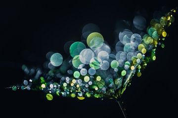 Gekleurde waterdruppels op een pluis
