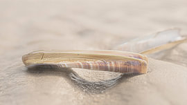 Querstrebe im Sand von Jeannette Nederlof