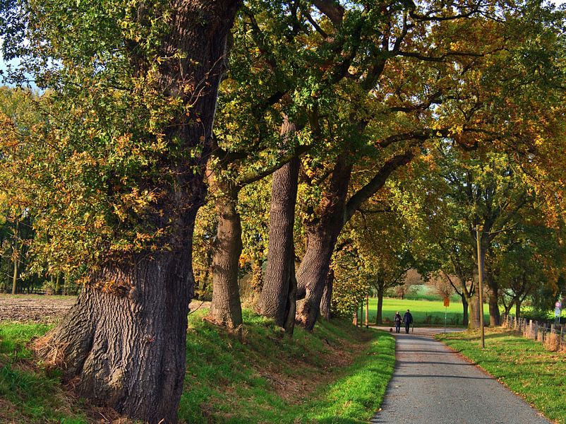 oude bomen van Edgar Schermaul