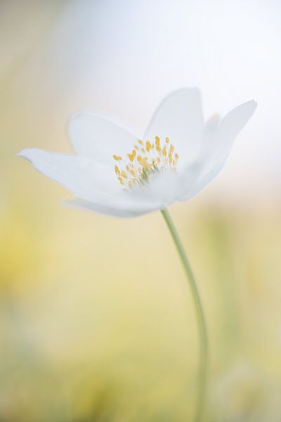 Anemone by Foto A de Jong