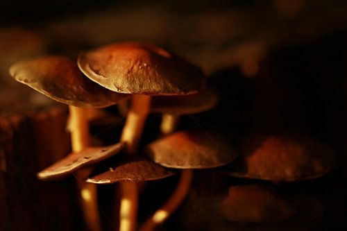 Mushrooms in the Mastbos in Breda