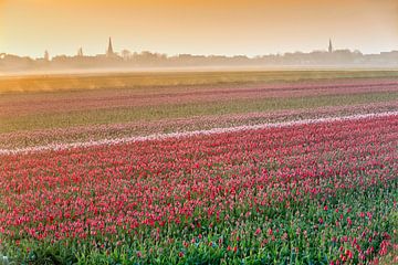 Champs de tulipes en fleurs dans la brume du matin