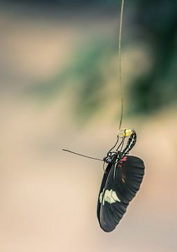 Vlinder van Hennie Zeij