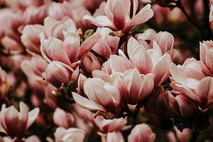 Magnolia boom in de Hollandse lente | Veluwe, Nederland van Trix Leeflang