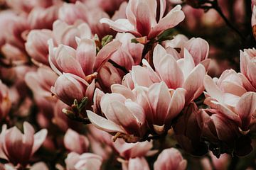 Magnolia boom in de Hollandse lente | Veluwe, Nederland van Trix Leeflang