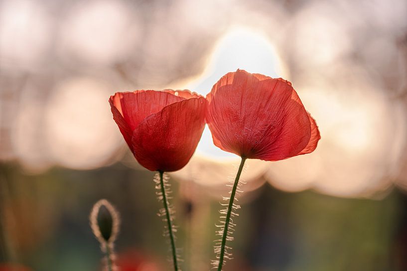 Coquelicots rétro-éclairés par Kurt Krause