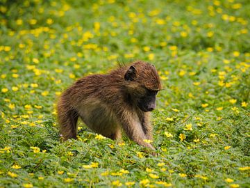 Junger Pavian von Willemijn Wolthaus
