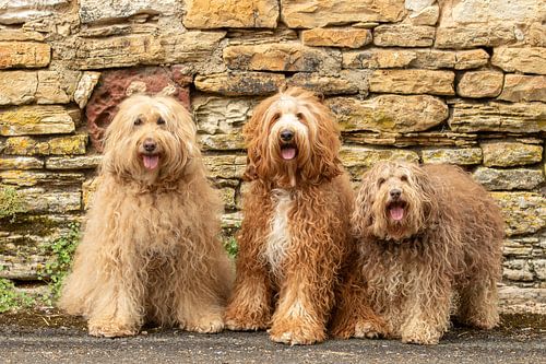 labradoodle,  labradoodle love, dogs, hondenfotografie