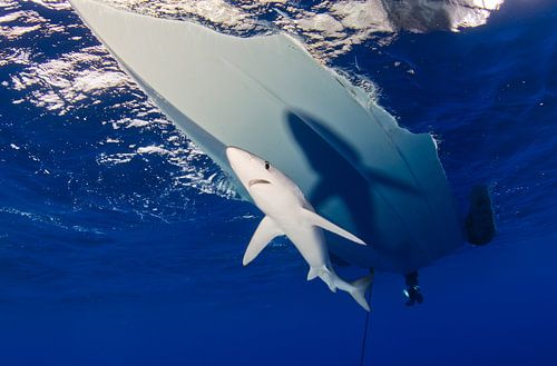 Gevolgd door je eigen schaduw