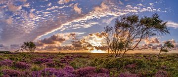 De Bollekamer - Heide op Texel  van Texel360Fotografie Richard Heerschap