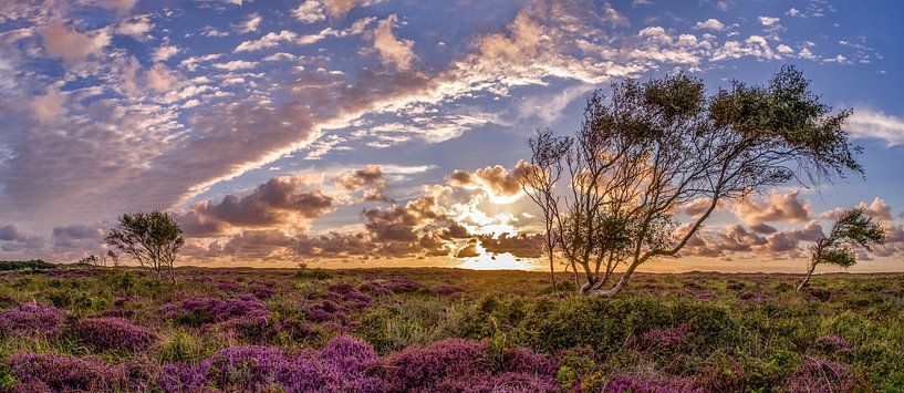 De Bollekamer - Heide sur Texel  par Texel360Fotografie Richard Heerschap